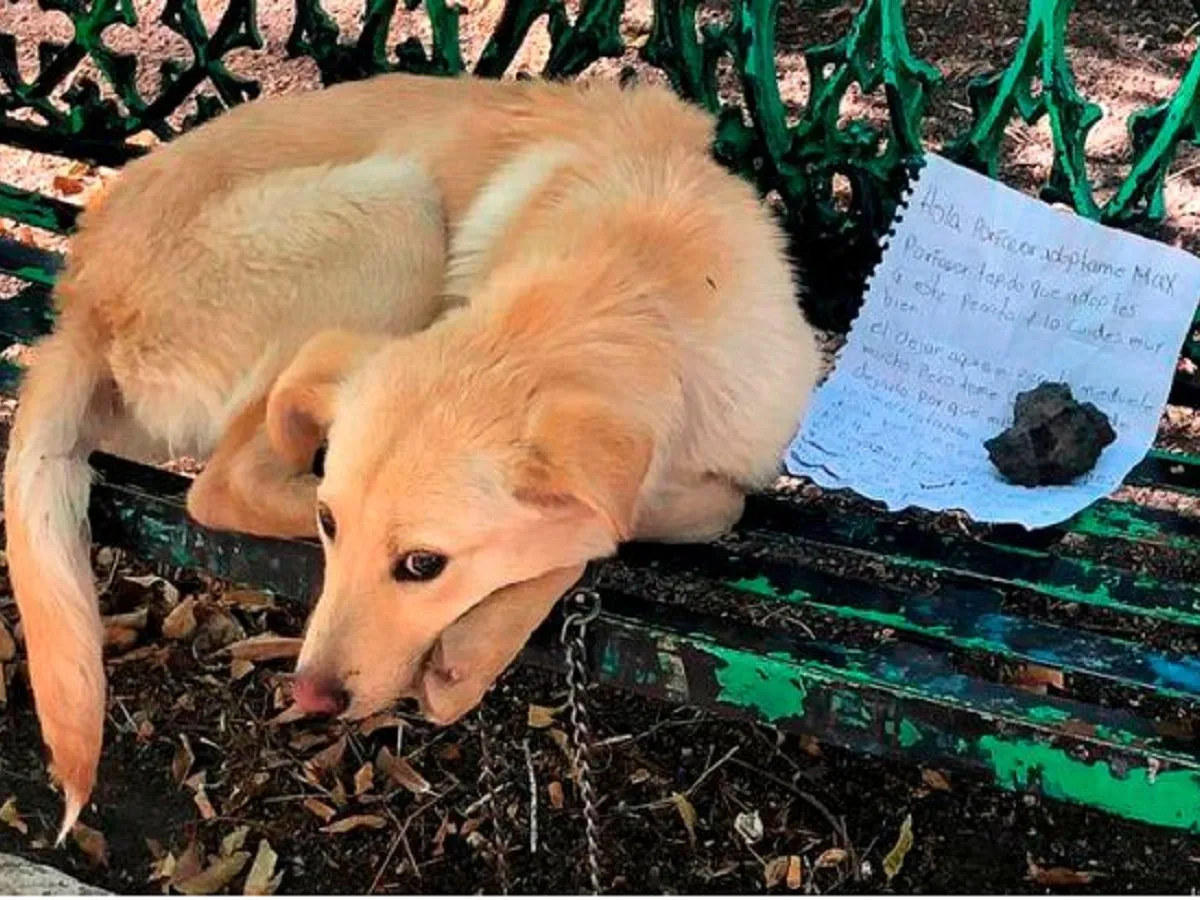 Dog Found Tied To Bench