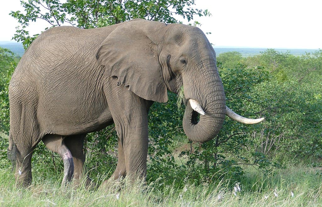 African elephant