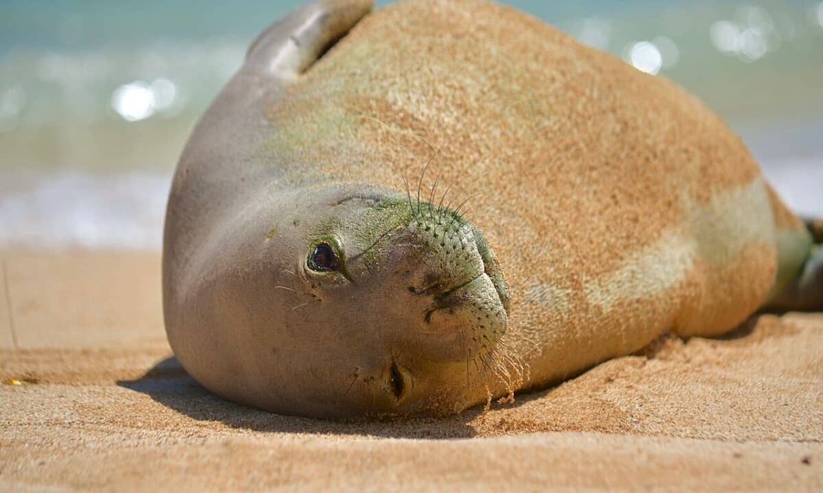 Monk seal resting 