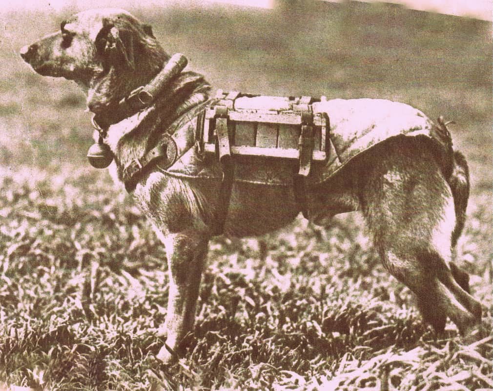 military working dog