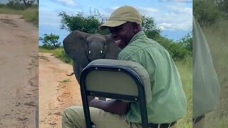 Baby Elephant Surprises Tracker