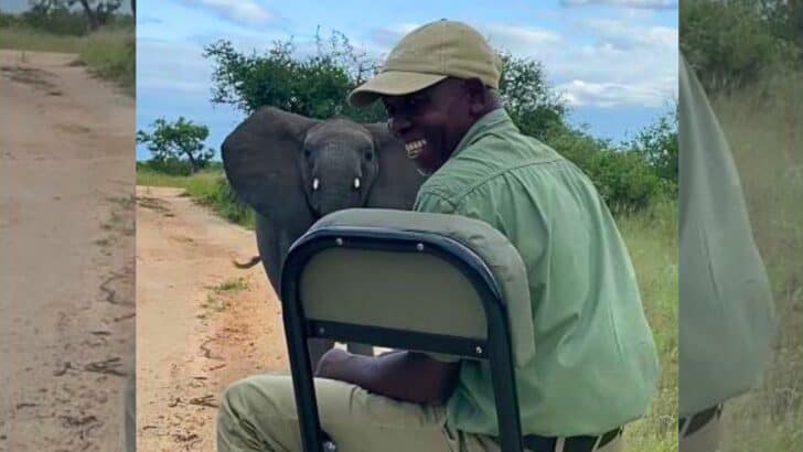 Playful Baby Elephant Surprises Safari Tracker in South Africa