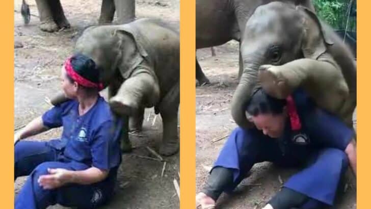 Baby Elephant Gives Zookeeper A Big Hug