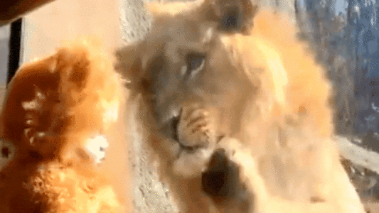 Baby in Lion-Costume Confuse Lions at Atlanta Zoo