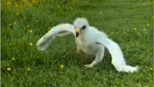Bald Eagle Chick Takes His First Steps🦅