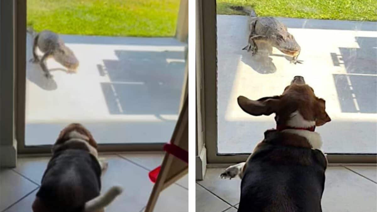 Beagle scares an alligator away.