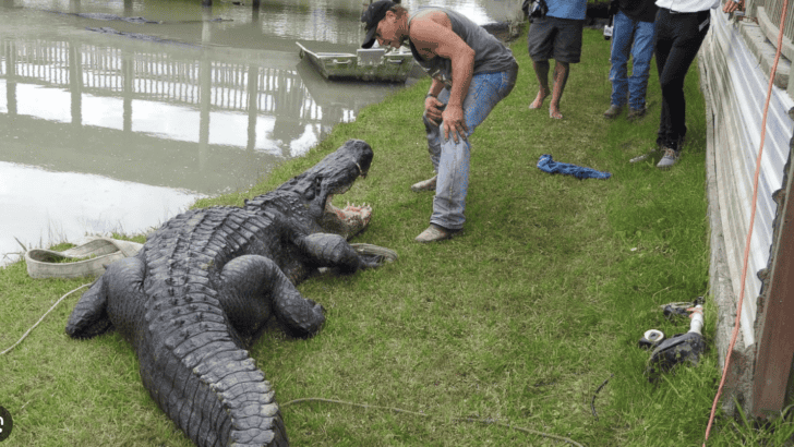 The Largest Alligator weighing in at 9000 pounds Caught Alive in Texas