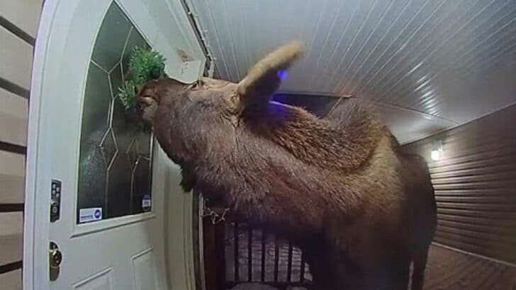 Watch: Moose Rings House Doorbell in Alaska