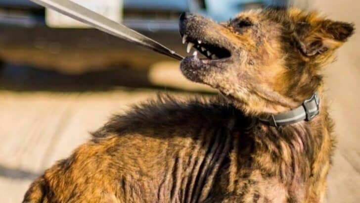 Couple Thinks They Adopted a Coyote but Turns out to be a Dog
