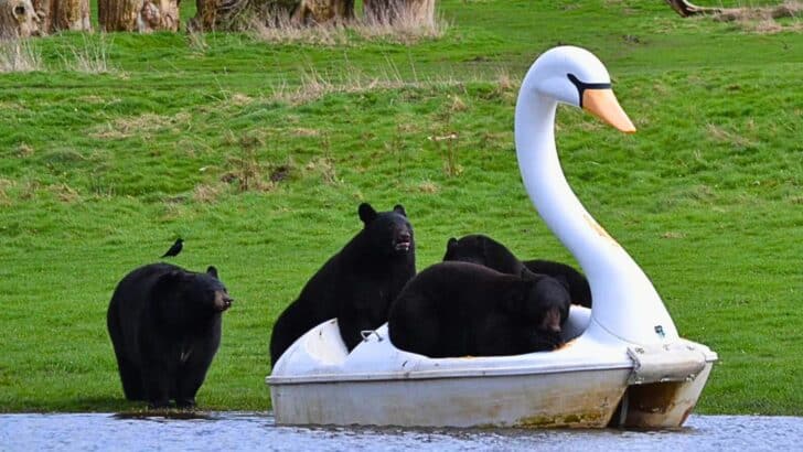 Watch: Bears go for Joyride on Swan Paddle Boat in Bedfordshire