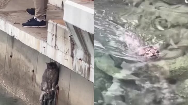 Heartwarming Rescue: Man Rescues Kitten From Drowning