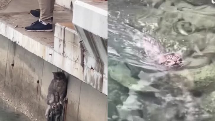 Heroic Man Rescues Kitten From Drowning in Heartwarming Encounter