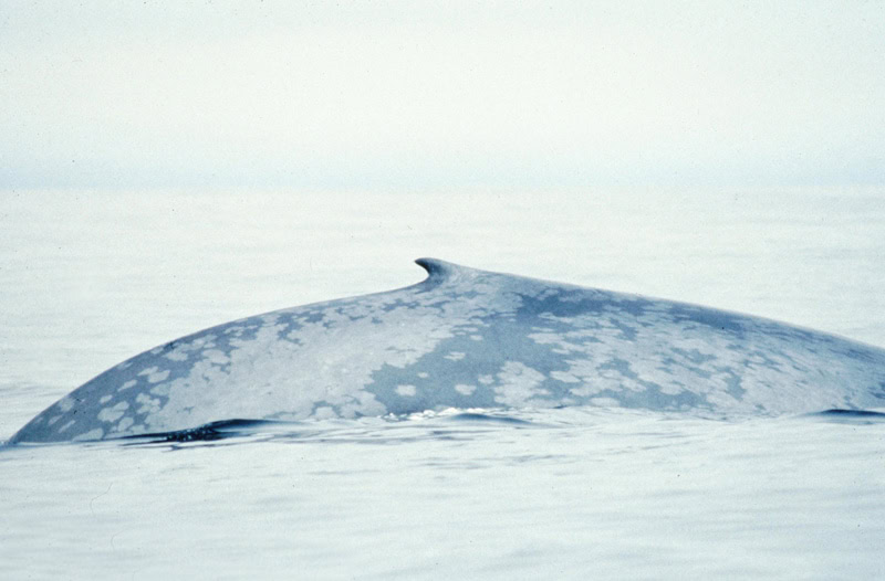 Large blue whale