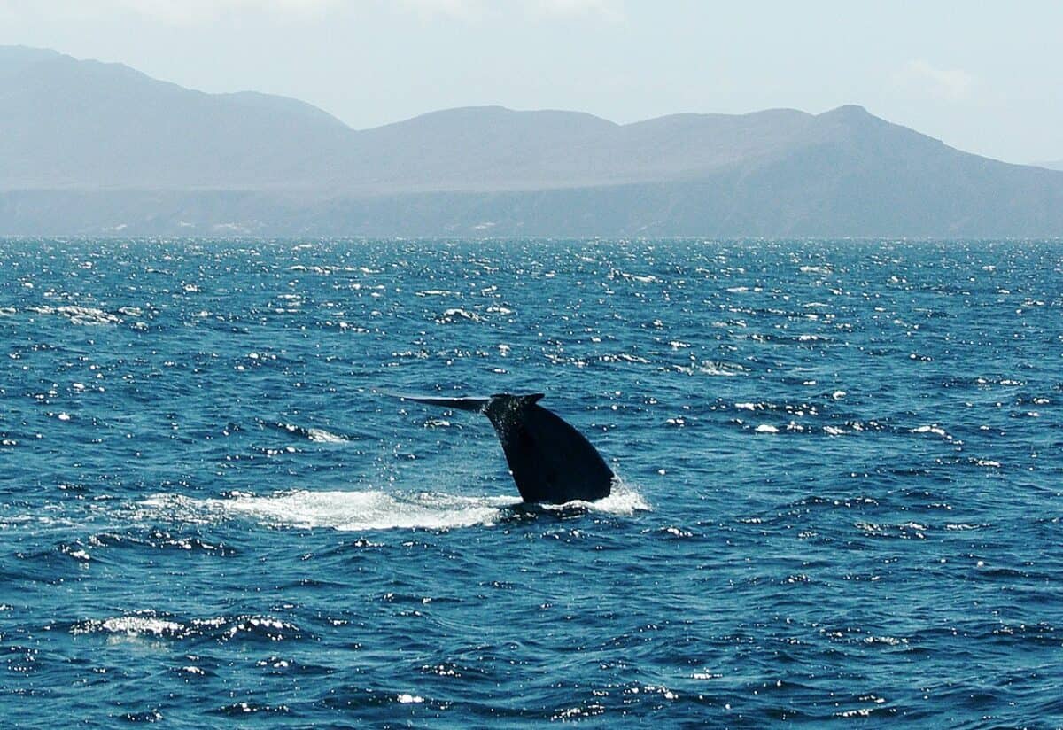 Whale floating near the surface 