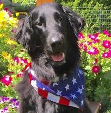 Deaf dog Black Retriever