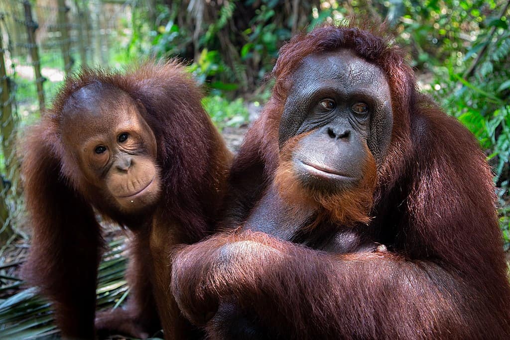 Orangutan learn from their Mum 