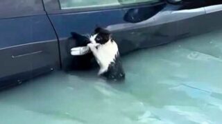 Cat Clings to Car Door