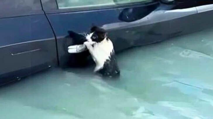 Cat Clings to Car Door to Escape Flooding in Dubai