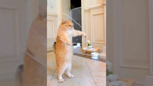 Watch: Cat Jumps Rope