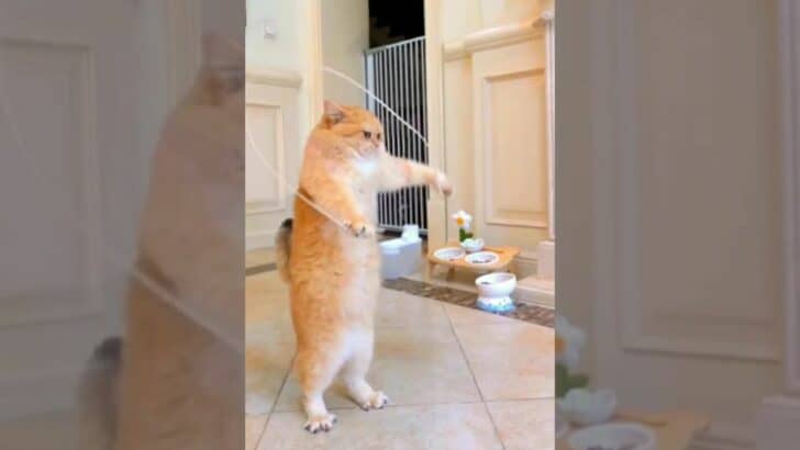Watch: Cat Jumps Rope