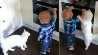 Cat Protects Baby