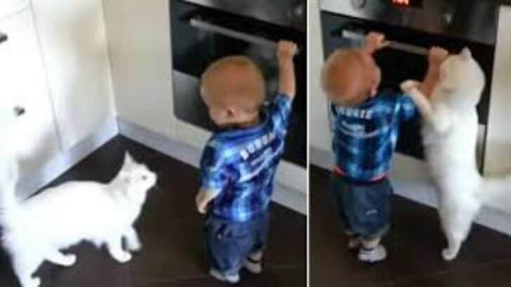 Cat Protects Baby From Touching a Hot Stove