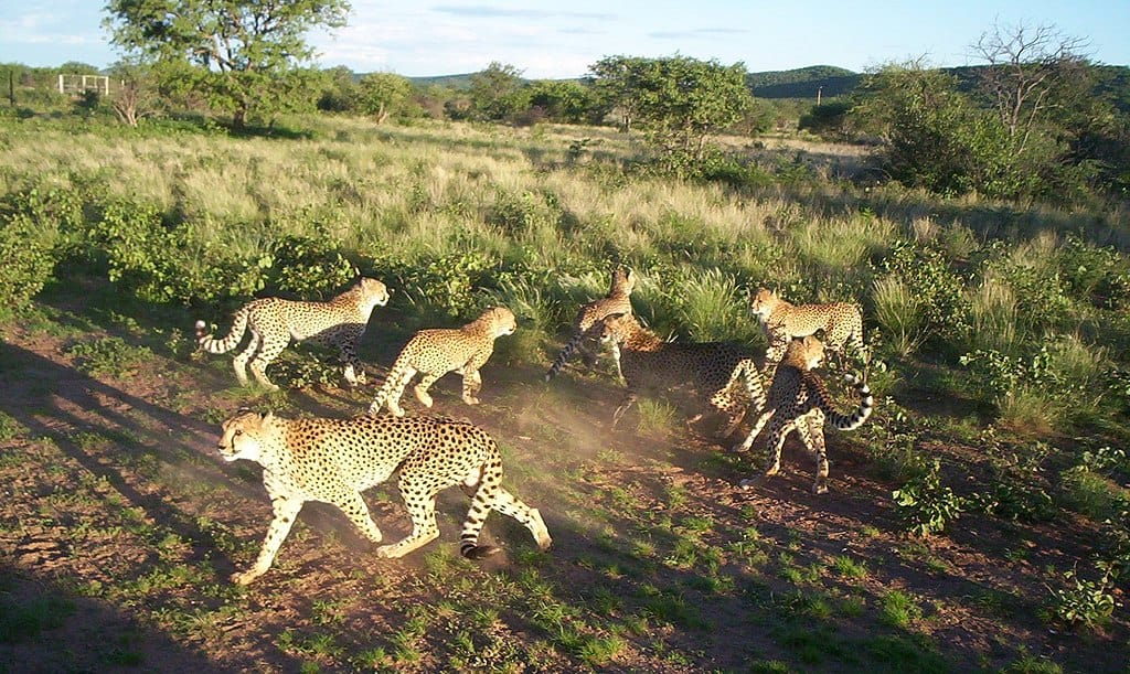 Cheetah Conservationa