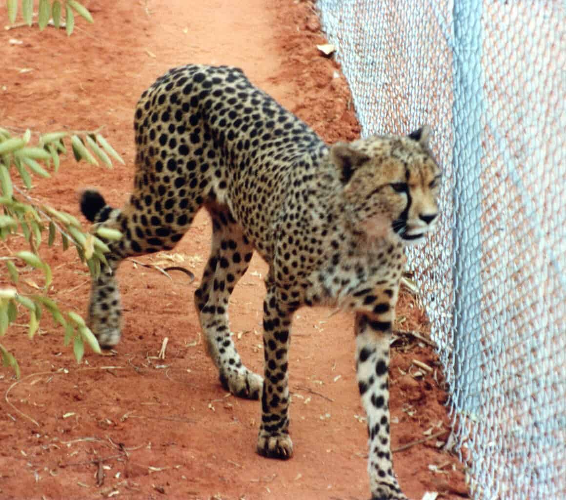 Cheetah at the zoo 