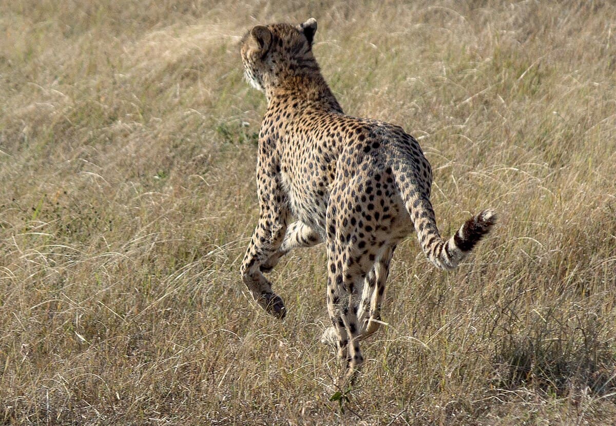 Cheetah on the hunt 