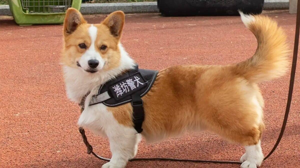 China’s First Corgi Police Dog