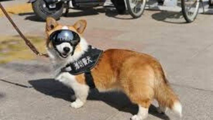 China’s First Corgi Police Dog Makes Public Debut