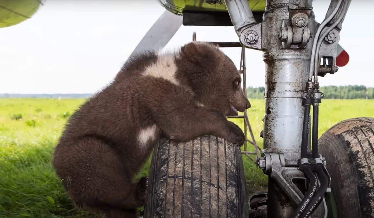 baby bear rescued by pilot 