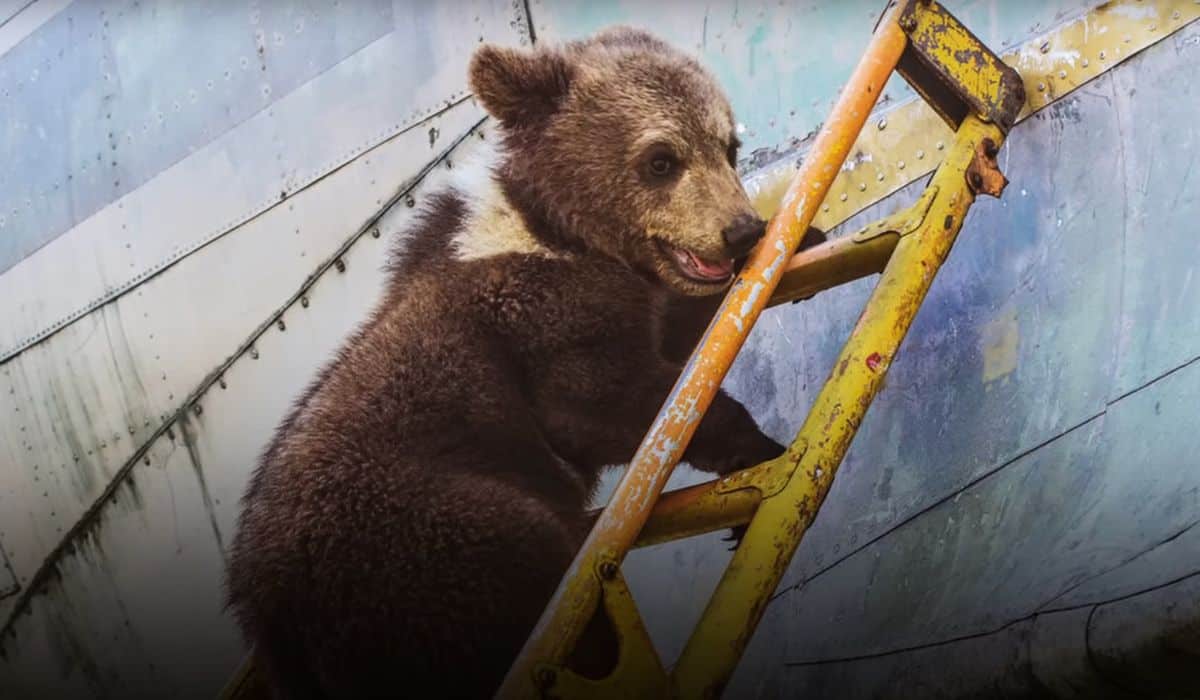 baby bear rescued by pilot