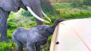 mama elephant tries to stop stubborn baby