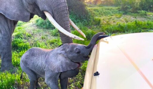 Watch: Mama Elephant Stops Stubborn Baby From Getting Into Safari Jeep