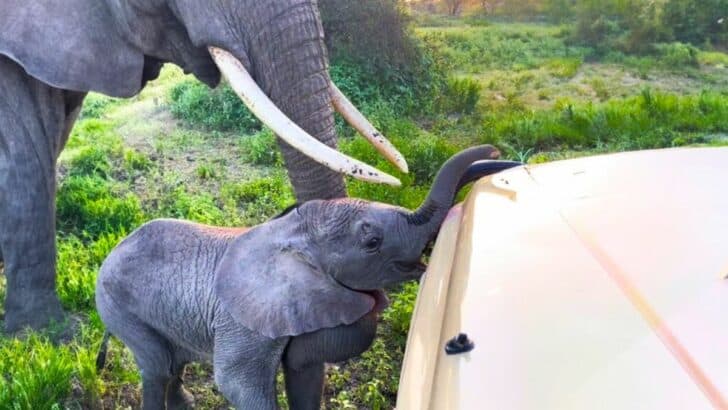 Watch: Mama Elephant Stops Stubborn Baby From Getting Into Safari Jeep