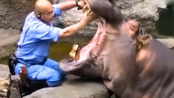 Watch When a Man Brushes Hippo’s Teeth at Osaka Zoo
