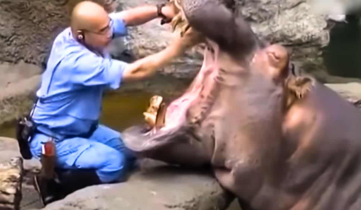 man brushes hippo's teeth