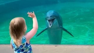 little girl dolphin whisperer