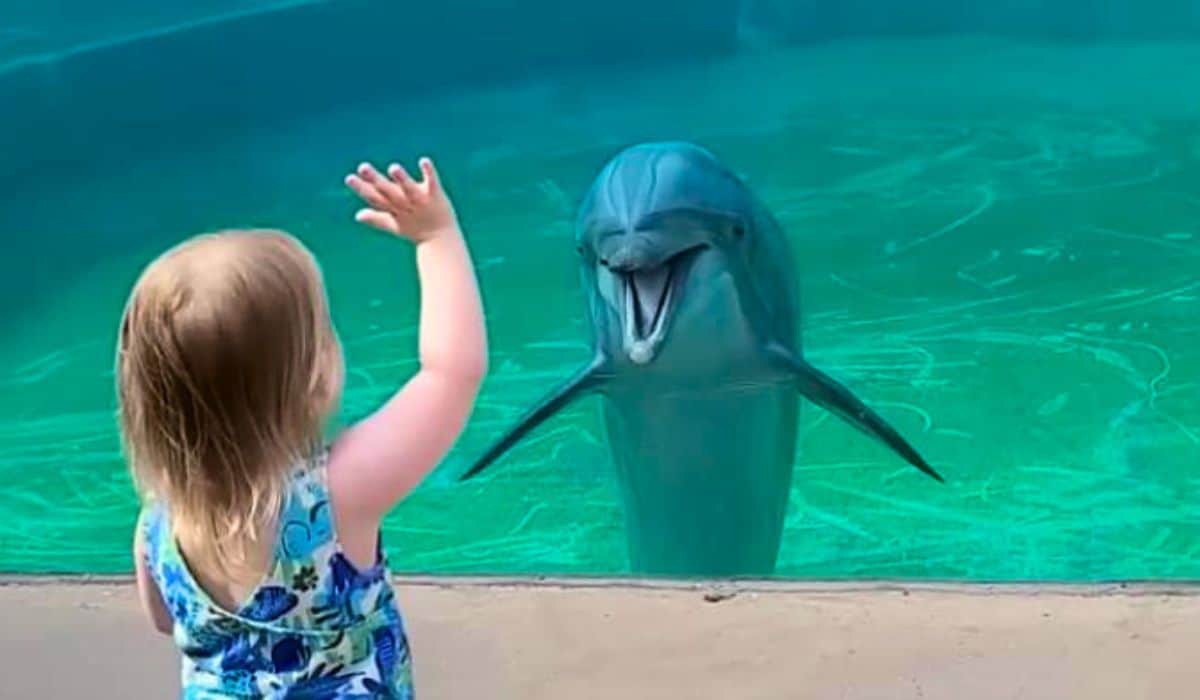 little girl dolphin whisperer