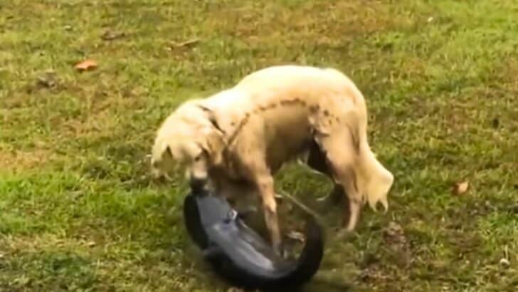 Golden Retriever Catches a Huge Fish