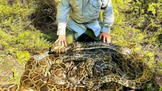 500 pounds of python