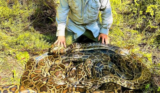 500 Pounds of Python Found in Florida in a Single Day