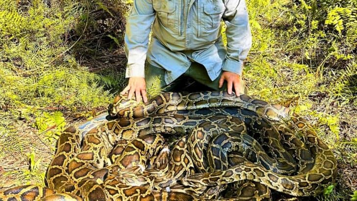 500 Pounds of Python Found in Florida in a Single Day