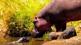 baby hippo almost snatched by crocodiles