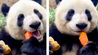 panda snacking on a carrot