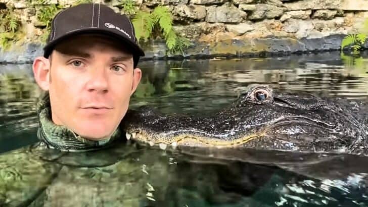This Man Trains Alligators to be Cuddle Buddy