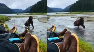 bear runs past hikers