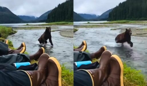 Alaska Hikers Don’t Move an Inch When Bear Runs Past Them