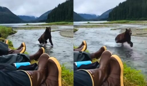 Alaska Hikers Don’t Move an Inch When Bear Runs Past Them